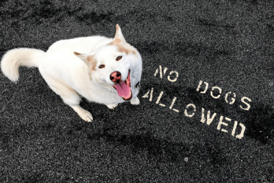 alt="Big white dog sitting next to text on the street reading no dogs allowed."