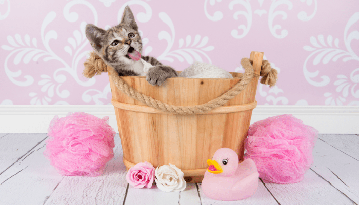 alt="Kitten in a bath at a Palm Beach County pet groomer."