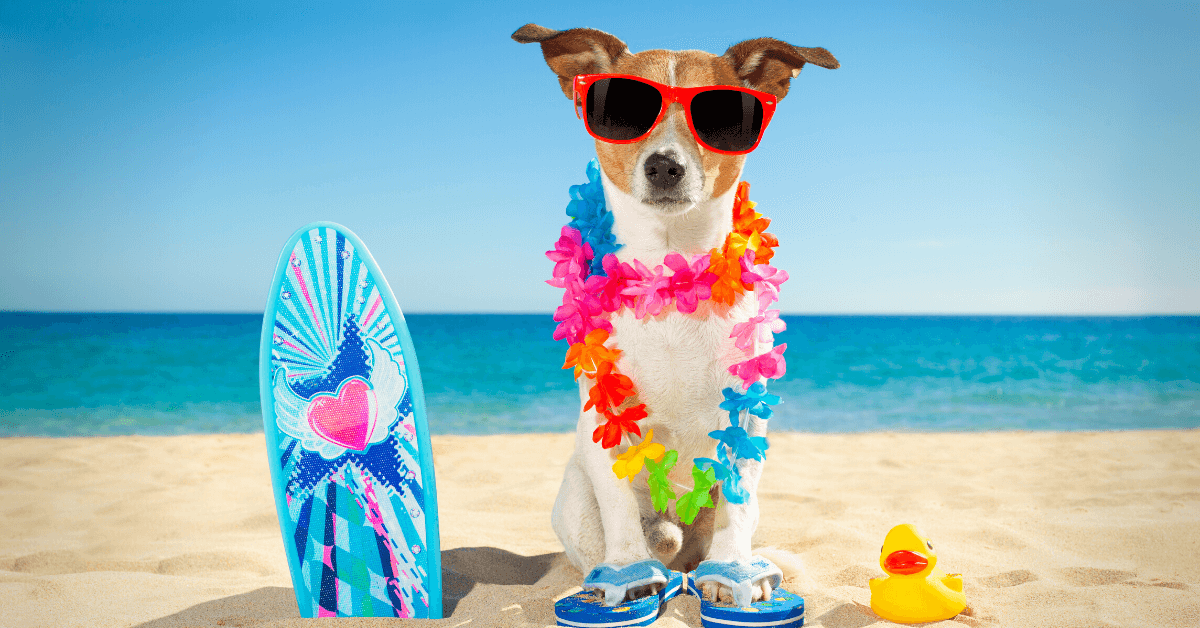 Broward County Dog Parks and Beaches | Real-ativity.com