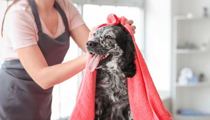 alt="Black and white dog being towel dried at a Fort Lauderdale pet groomer."