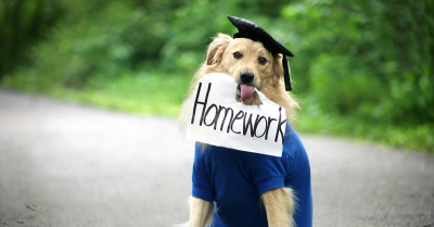 alt="Golden Retriever holding a homework sign links to top rated South Florida dog trainers"